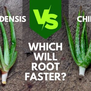 Barbadensis vs Chinensis Cuttings - Which Aloe vera Will Root Faster?