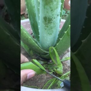 Cutting Aloe Vera Garden