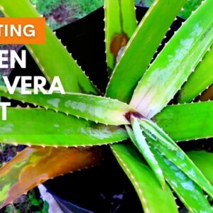 Dissecting Rotten Aloe vera Plant