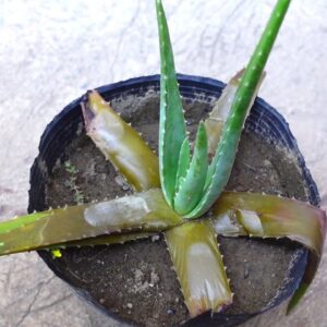 Easy Way To Save A Rotting Aloe vera Plant