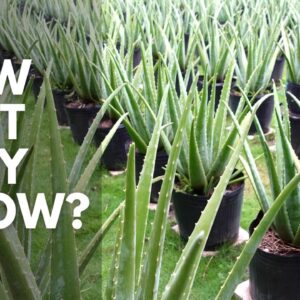 How Fast Does Aloe vera Grow?