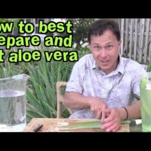 How to Best Prepare and Eat Aloe Vera & Aloe FAQ