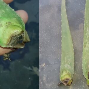 How to Grow Aloe Vera From Leaf | Grow indoors