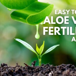 How To Make Aloe vera Fertilizer at Home