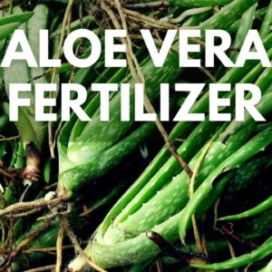 How To Make Aloe vera Fertilizer Using Aloe vera Pups