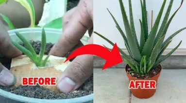 How To Plant Aloe Vera In Bread | Easy Step By Step Plant At Home