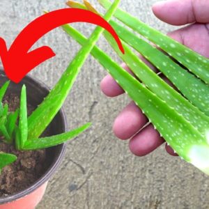 How To Propagate Small Aloe vera Leaves