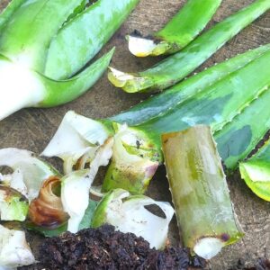How To Save Aloe vera With Rotting Leaves