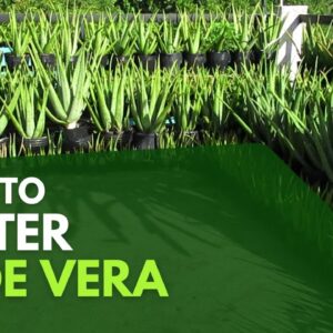 How To Water Aloe Vera Plant