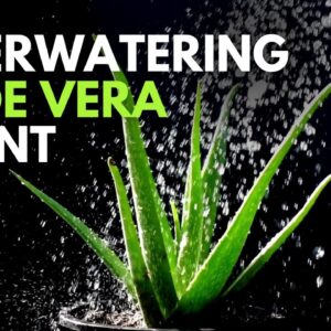 Over watering Aloe vera Plant