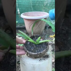 Plant Aloe Vera In Coconut #aloevera #shorts