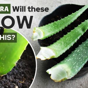 Planting Aloe Vera Leaf Experiment