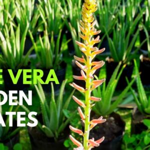 The Aloe vera Garden Updates August 2022