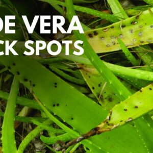 What Are the Causes of Aloe vera Black Spots and How To Avoid Them
