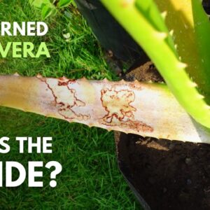What Will Happen To The Gel of Sunburned Aloe vera Leaves