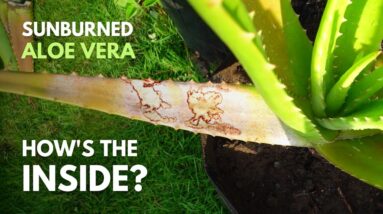 What Will Happen To The Gel of Sunburned Aloe vera Leaves
