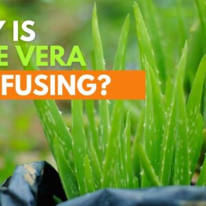 Why is Aloe vera confusing?