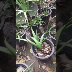 Aloe Vera At Home |  Aloe Vera Plant #aloevera #shorts #116