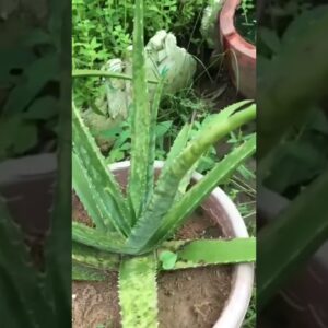 Aloe Vera At Home |  Aloe Vera Plant #aloevera #shorts #117
