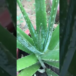 Aloe Vera At Home |  Aloe Vera Plant #aloevera #shorts #124