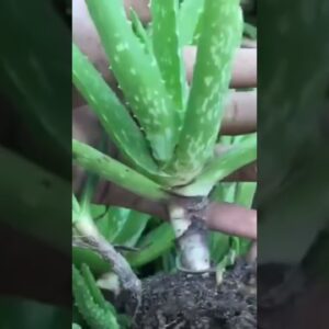 Baby Small Garden Aloe Vera