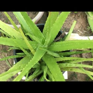 Care Aloe Vera Garden | Plant Aloe Vera At Home