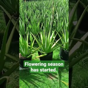 Flowering season for Aloe vera Barbadensis