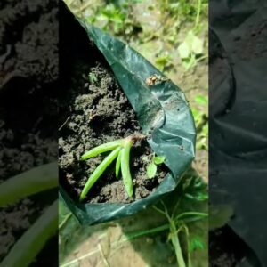 How To Plant Aloe Vera At Home | Shorts Video Aloe Vera #shorts #01