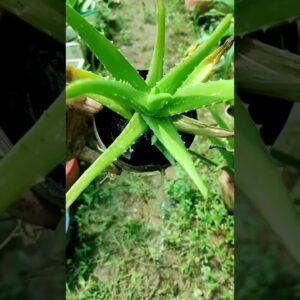 How To Plant Aloe Vera At Home | Shorts Video Aloe Vera #shorts #02