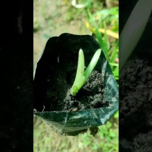 How To Plant Aloe Vera At Home | Shorts Video Aloe Vera #shorts #03