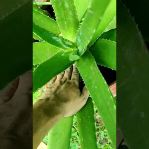 How To Plant Aloe Vera At Home | Shorts Video Aloe Vera #shorts #04