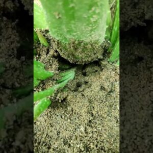 How To Plant Aloe Vera At Home | Shorts Video Aloe Vera #shorts #08