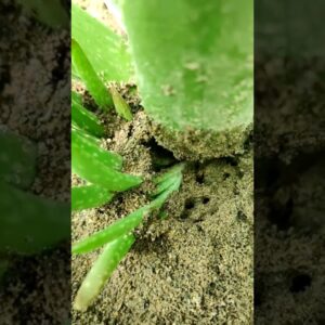 How To Plant Aloe Vera At Home | Shorts Video Aloe Vera #shorts #09
