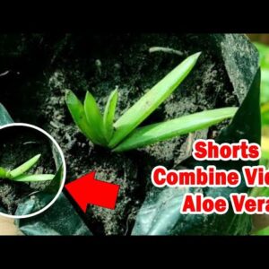 How To Plant Aloe Vera At Home | Shorts Video Compilation Aloe Vera #03