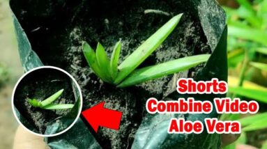 How To Plant Aloe Vera At Home | Shorts Video Compilation Aloe Vera #03