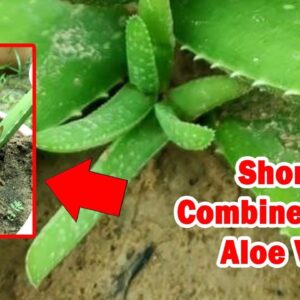 How To Plant Aloe Vera At Home | Shorts Video Compilation Aloe Vera #04