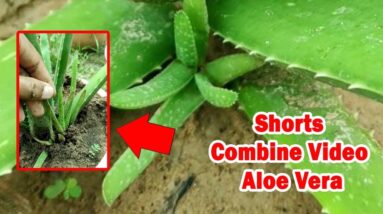 How To Plant Aloe Vera At Home | Shorts Video Compilation Aloe Vera #04