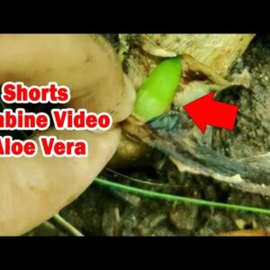 How To Plant Aloe Vera At Home | Shorts Video Compilation Aloe Vera #05