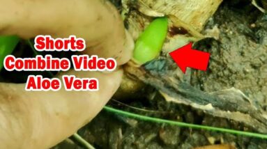 How To Plant Aloe Vera At Home | Shorts Video Compilation Aloe Vera #05