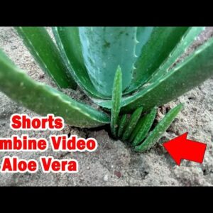 How To Plant Aloe Vera At Home | Shorts Video Compilation Aloe Vera #06