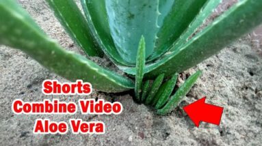 How To Plant Aloe Vera At Home | Shorts Video Compilation Aloe Vera #06