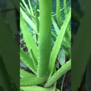 Aloe Vera At Home |  Aloe Vera Plant #aloevera #shorts #129