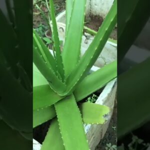Aloe Vera At Home |  Aloe Vera Plant #aloevera #shorts #134