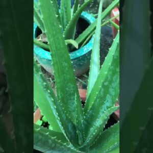 Aloe Vera At Home |  Aloe Vera Plant #aloevera #shorts #138