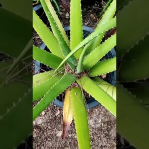 Aloe Vera At Home |  Aloe Vera Plant #aloevera #shorts #143
