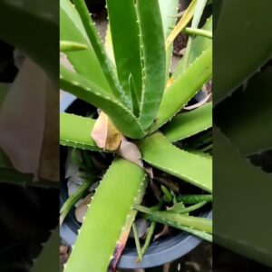 Aloe Vera At Home |  Aloe Vera Plant #aloevera #shorts #146