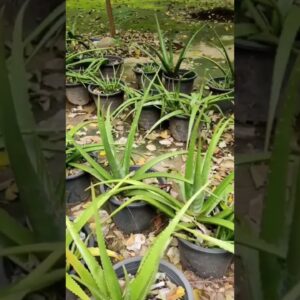 Aloe Vera At Home |  Aloe Vera Plant #aloevera #shorts #152