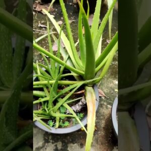 Aloe Vera At Home |  Aloe Vera Plant #aloevera #shorts #153