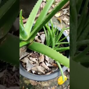 Aloe Vera At Home |  Aloe Vera Plant #aloevera #shorts #157