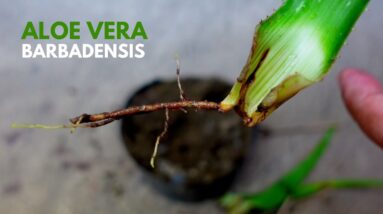 Aloe vera Barbadensis Leaf Propagation